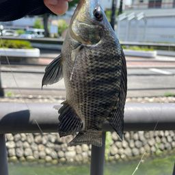 ナイルティラピア