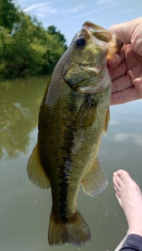 ブラックバスの釣果