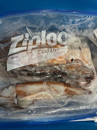 スルメイカの釣果