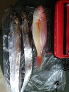 タチウオの釣果
