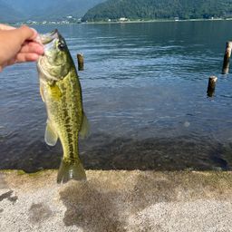 ブラックバス