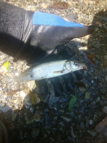ウグイの釣果