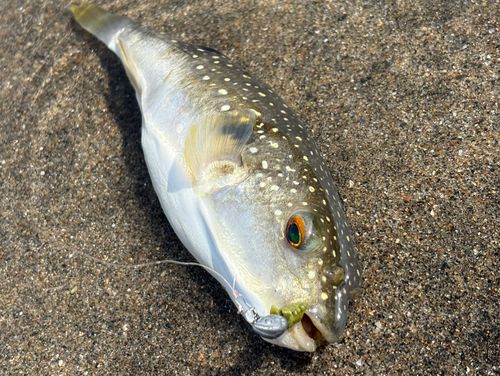 クサフグの釣果