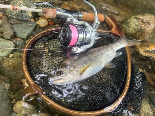 ヤマメの釣果