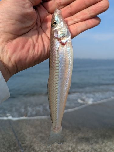 キスの釣果