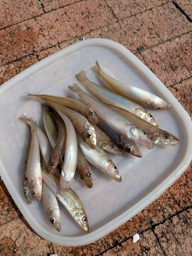 キスの釣果