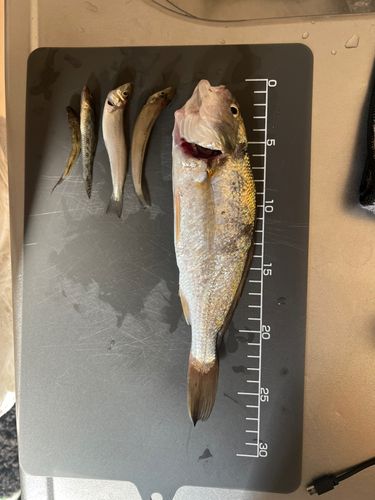 イシモチの釣果