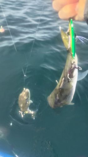 シロサバフグの釣果