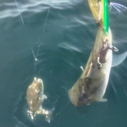 シロサバフグ