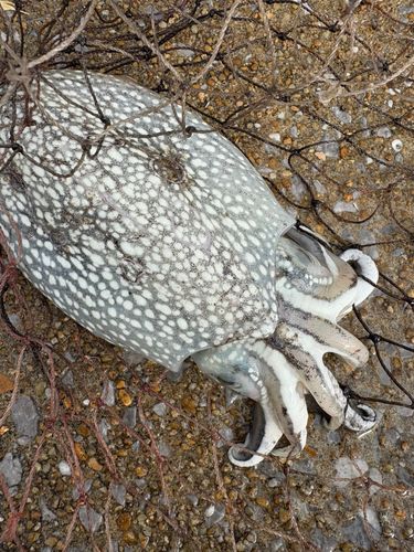 コウイカの釣果