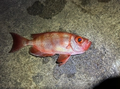 ホウセキキントキの釣果