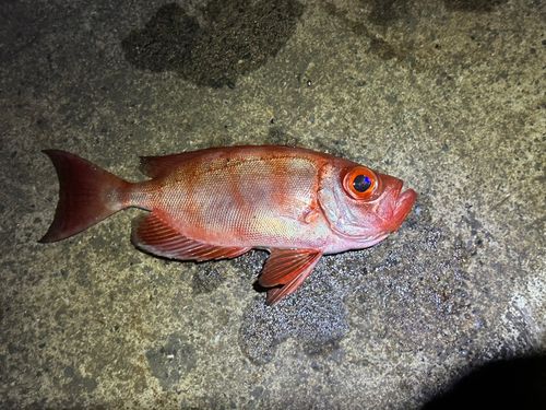 ホウセキキントキの釣果