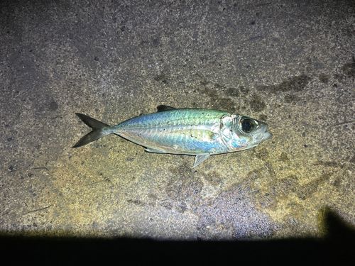 メアジの釣果