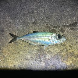 メアジ