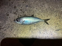 メアジの釣果