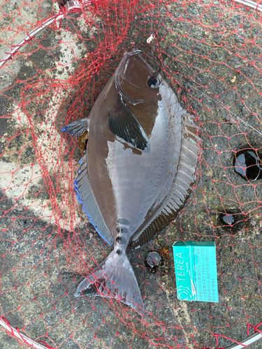ニザダイの釣果