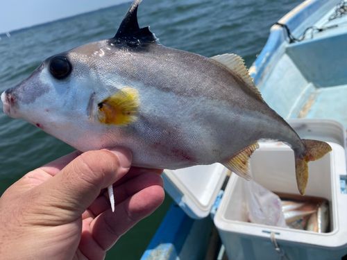 ギマの釣果