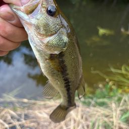 ラージマウスバス