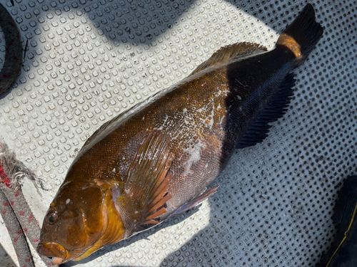 アイナメの釣果