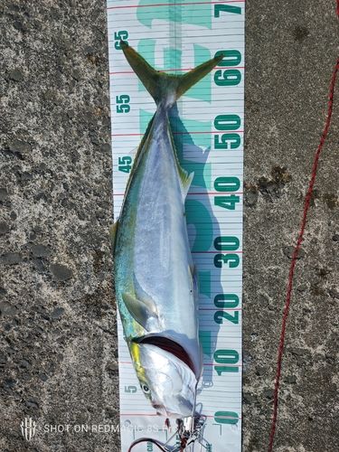 ワラサの釣果