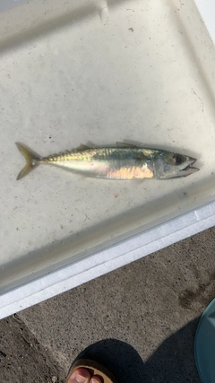 サバの釣果