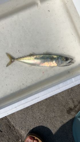 サバの釣果