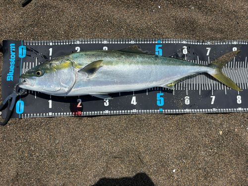 ブリの釣果
