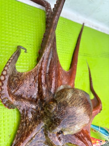 タコの釣果