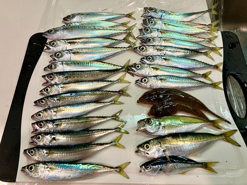 サバの釣果