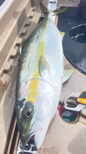 ヒラマサの釣果