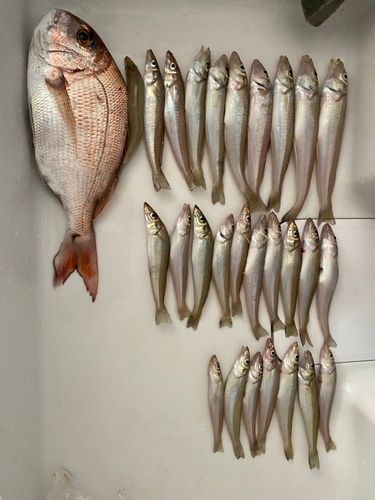 キスの釣果