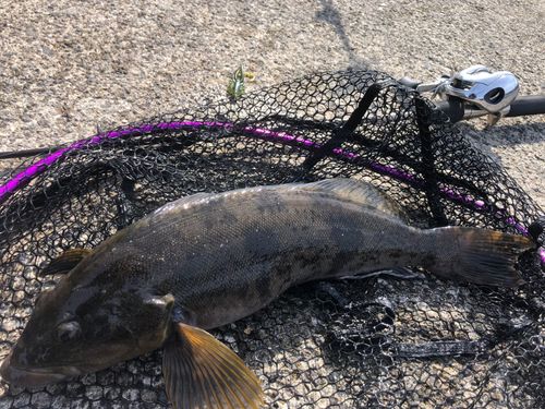 アイナメの釣果