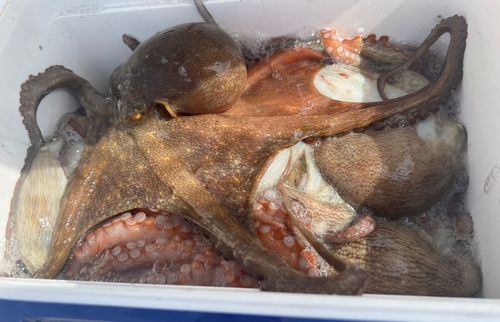 タコの釣果