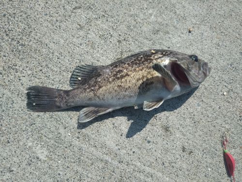 クロソイの釣果