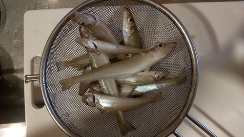 キスの釣果