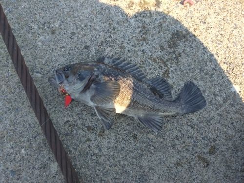 クロソイの釣果