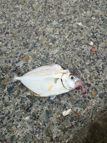 ヒイラギの釣果