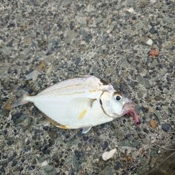 ヒイラギ