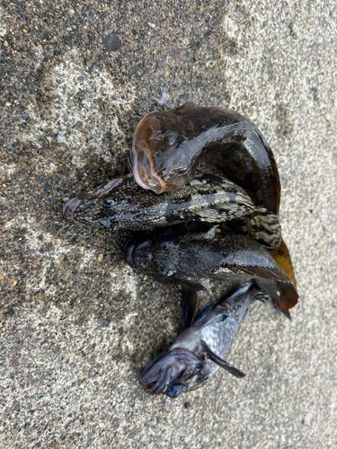 ホッケの釣果