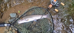 イワナの釣果