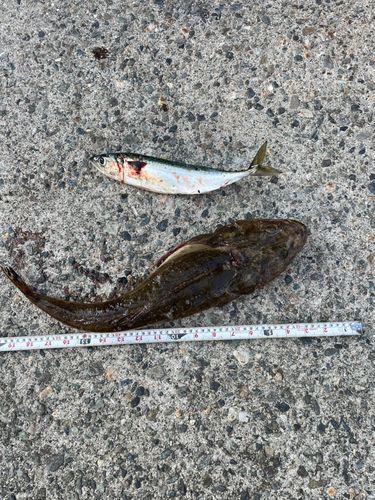 マゴチの釣果