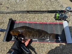 アイナメの釣果