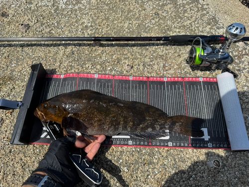 アイナメの釣果