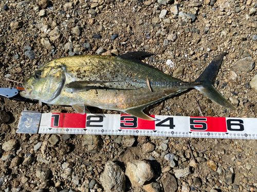 オニヒラアジの釣果