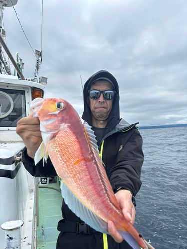 アマダイの釣果