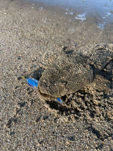 マゴチの釣果