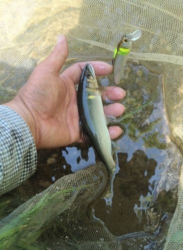 アユの釣果