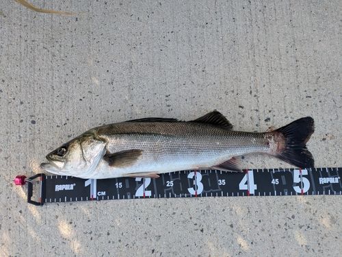 シーバスの釣果