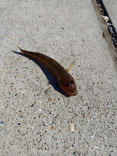 アイナメの釣果