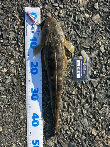 マゴチの釣果
